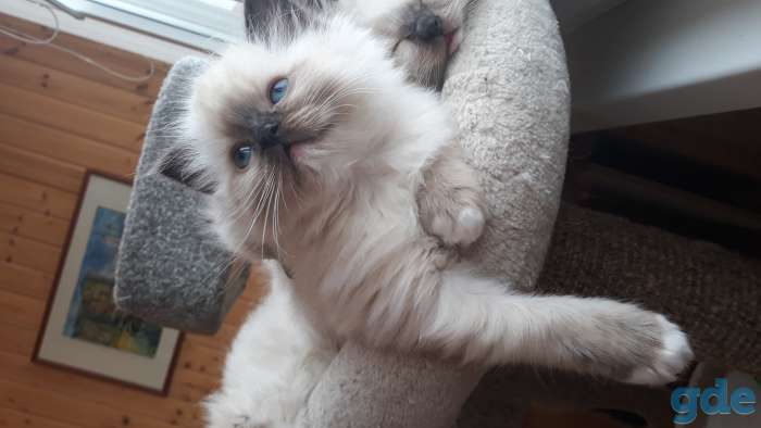Рэгдолл котята, фотография 4
