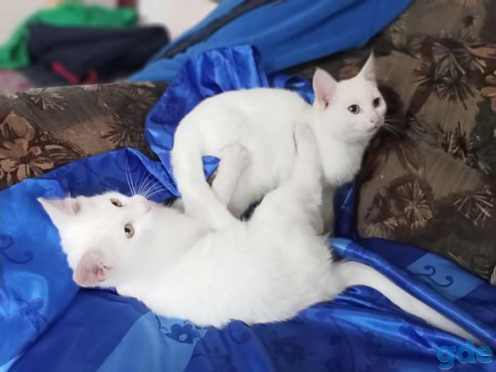 Отдам котят в хорошие руки., фотография 9