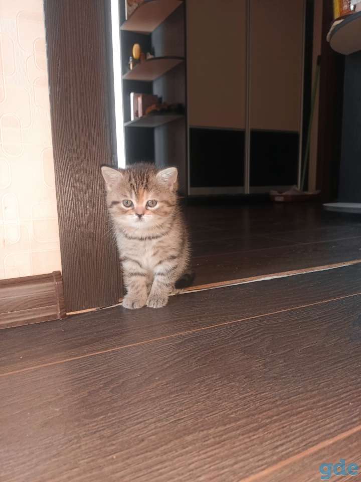 Шотландский котенок, фотография 1