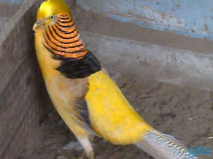 Фазаны, фотография 1
