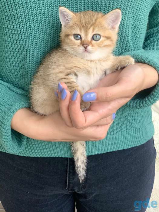 Шикарный шотландский котёнок, фотография 11