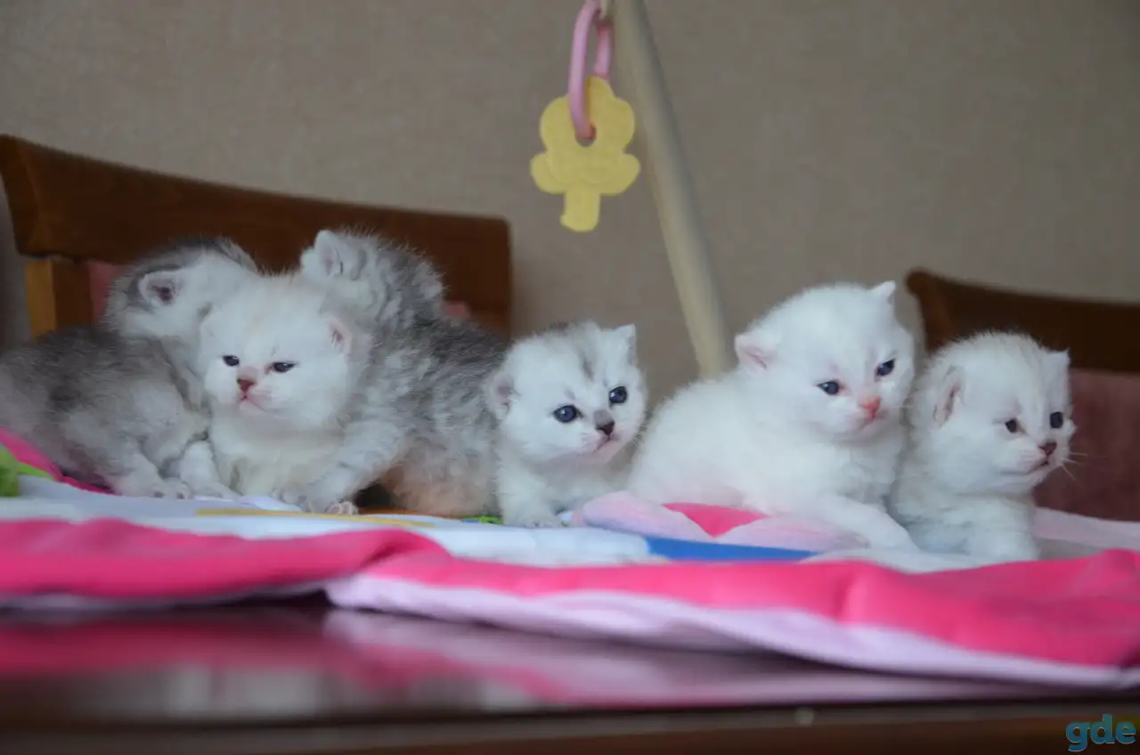 Шотландские котята, фотография 1