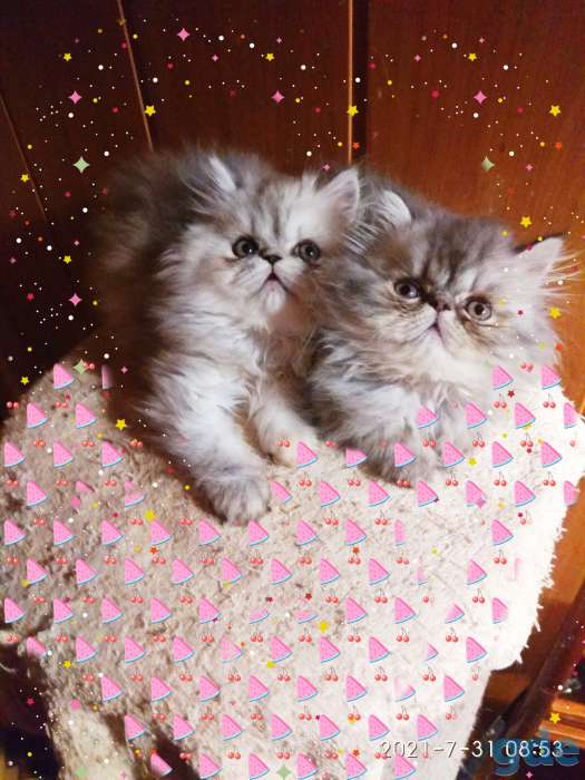 Персидские котята. Мальчики зайчики. Персы., фотография 4