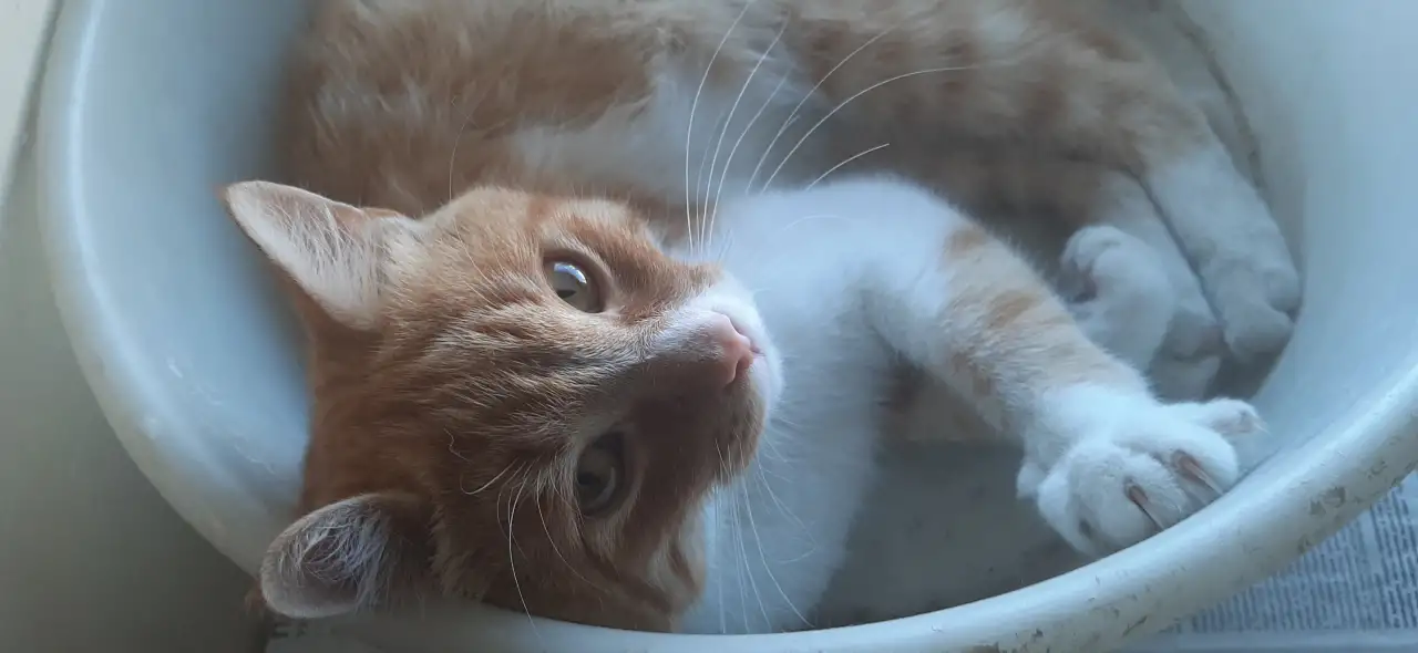 Кот, фотография 1