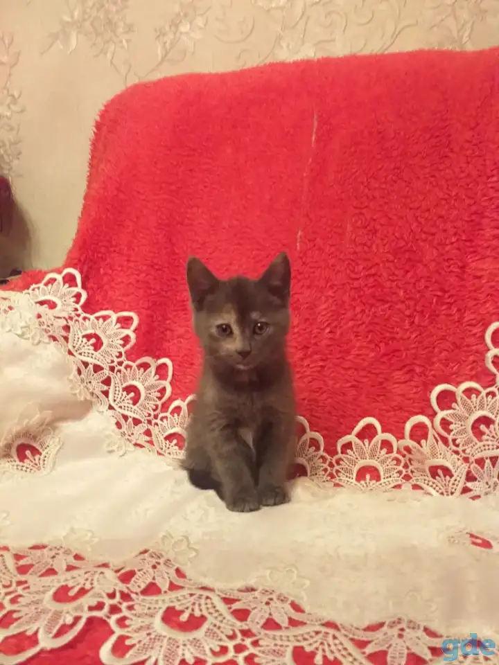 Котята в хорошие руки, фотография 2