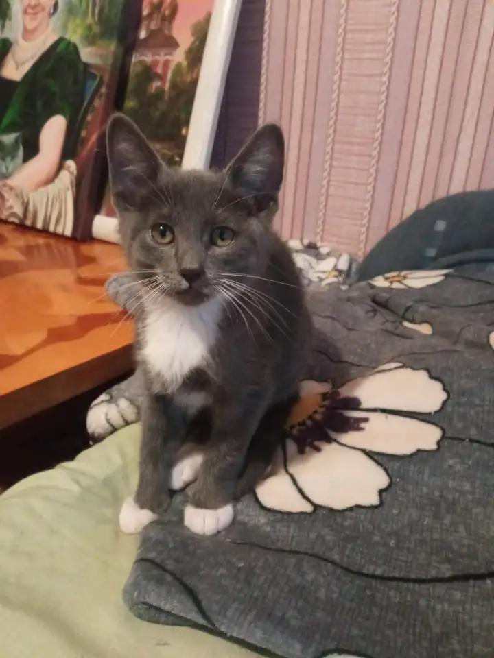Котята, фотография 2