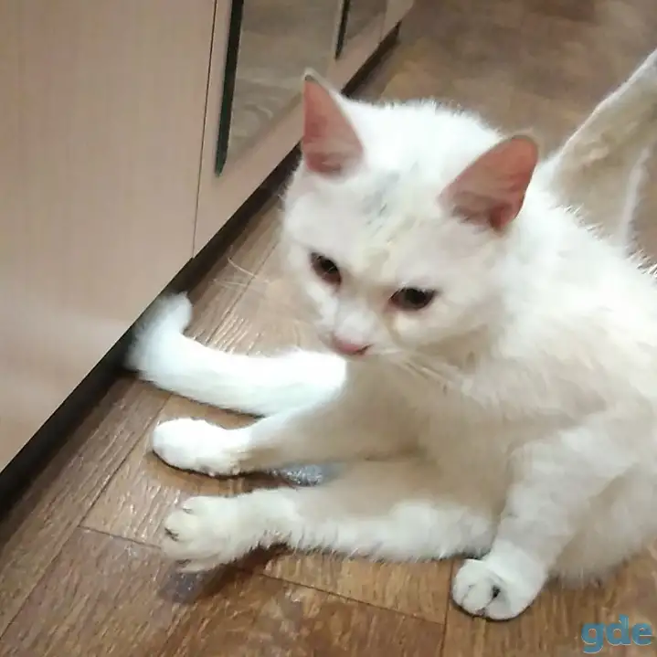 Котик, фотография 1
