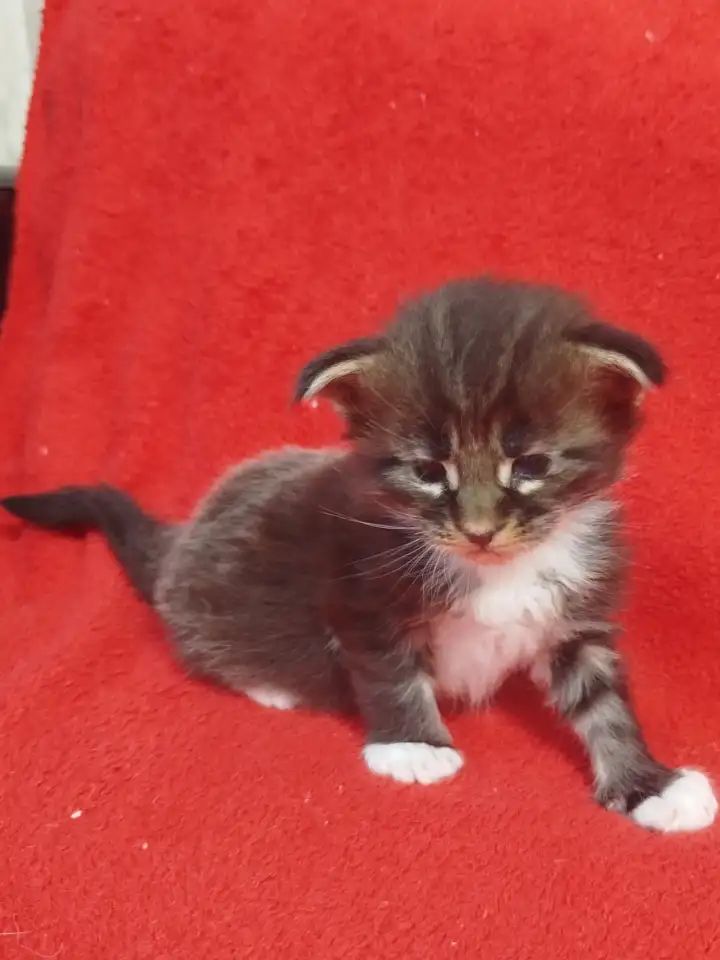 Котята мейн кун, фотография 3
