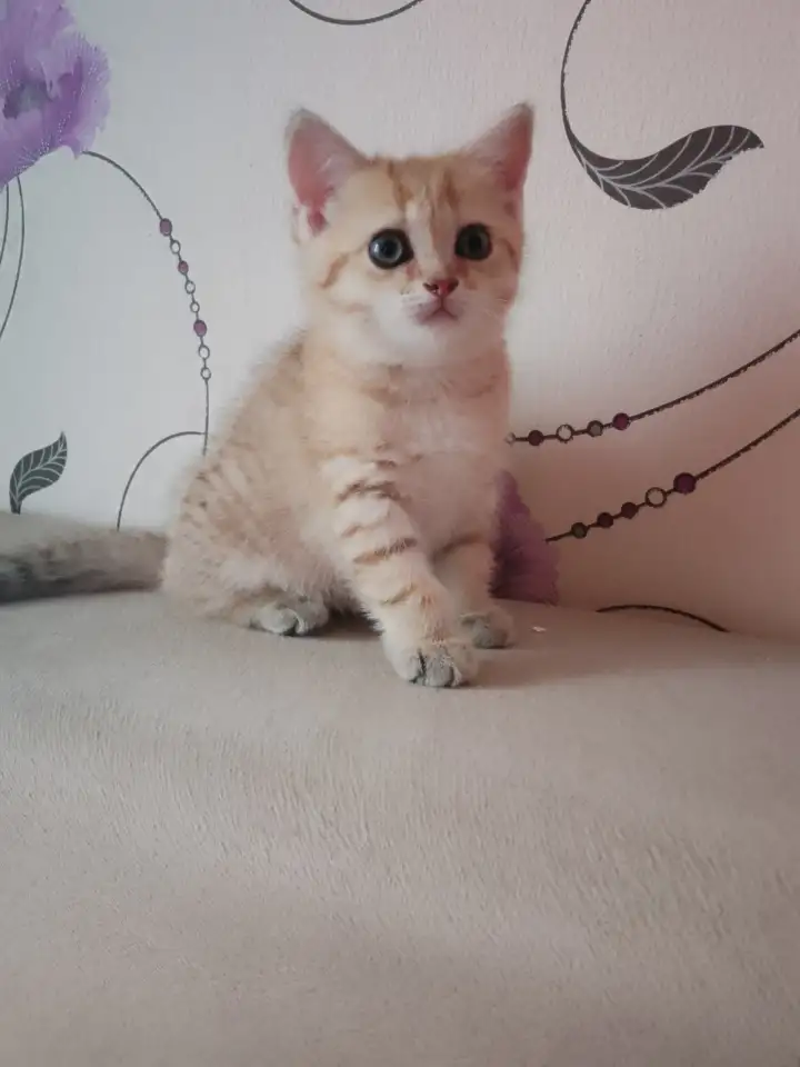 Котенок, фотография 1