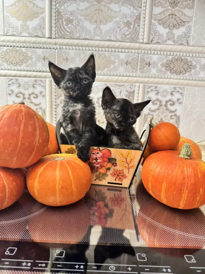 Девон Рекс котята, фотография 2