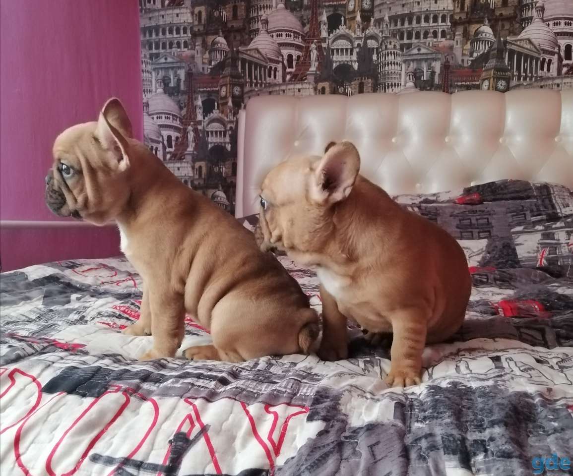 Французий бульдог, фотография 1