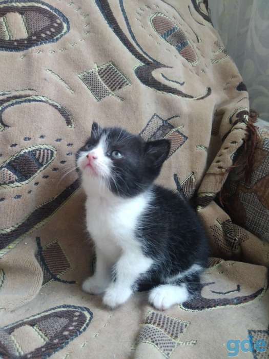 Британские котятп, фотография 1