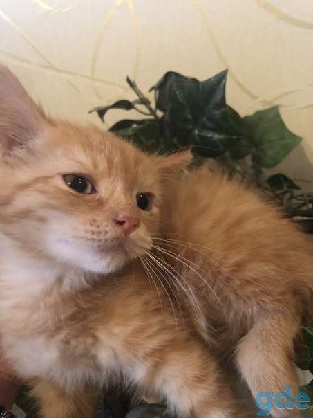 Котенок ищет дом, фотография 1