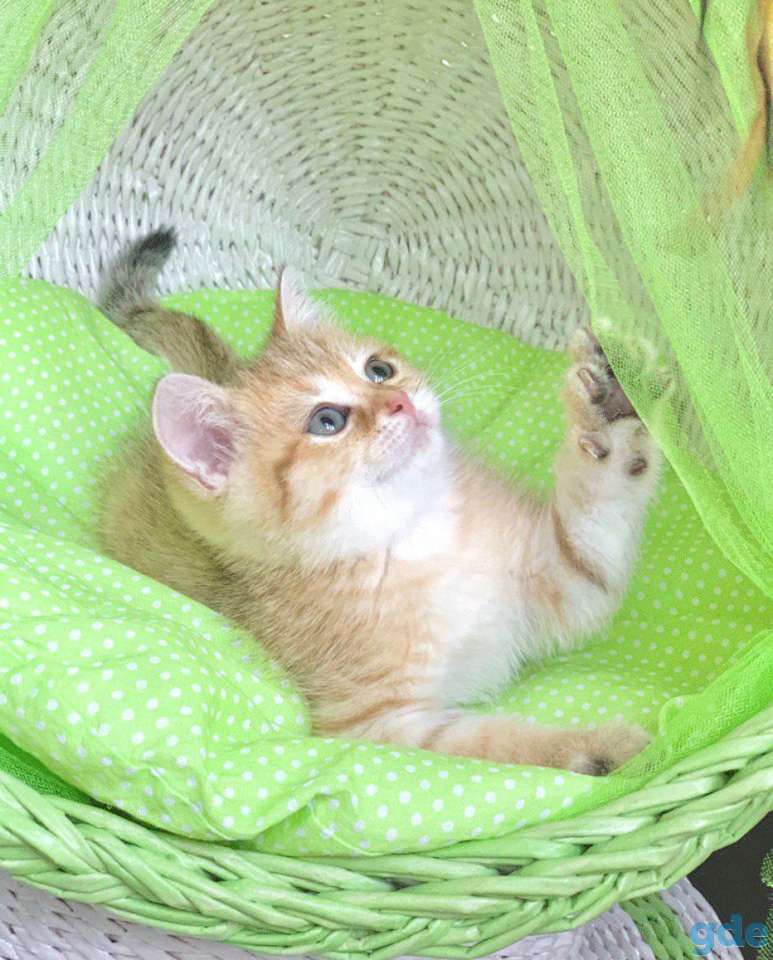 Котята шотландские ЗОЛОТАЯ ШИНШИЛЛА, фотография 6