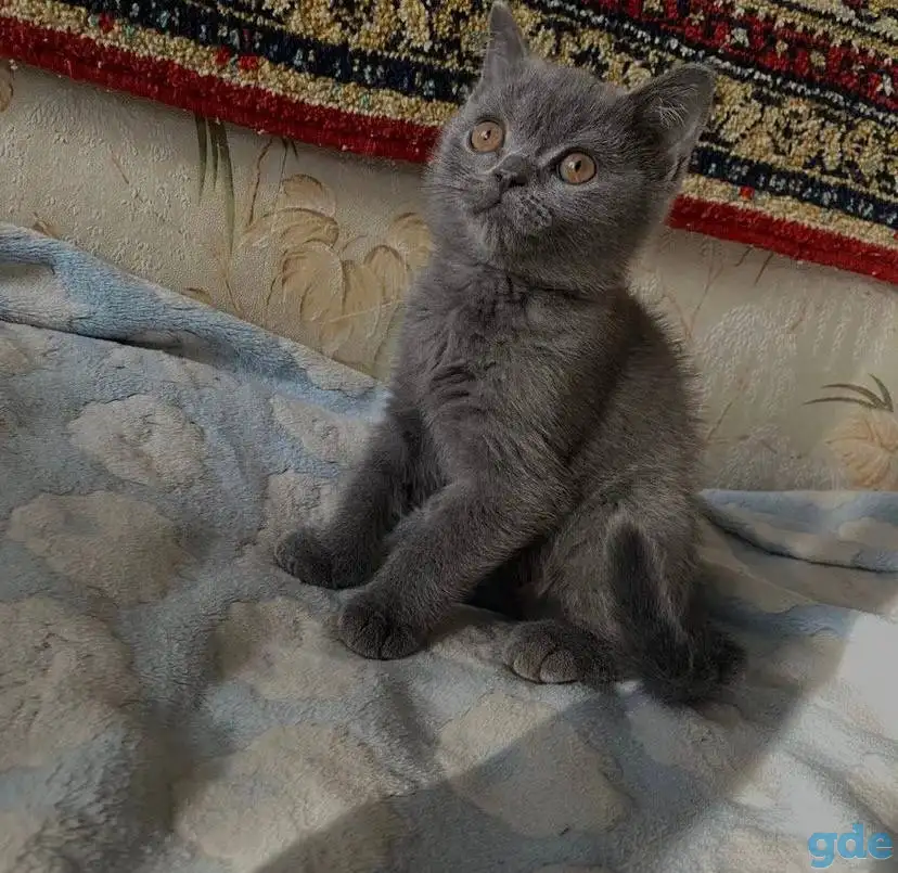 Британские котята, фотография 3