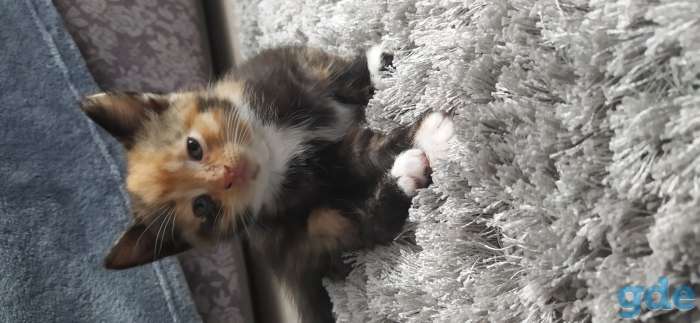 Отдам котят даром, фотография 3