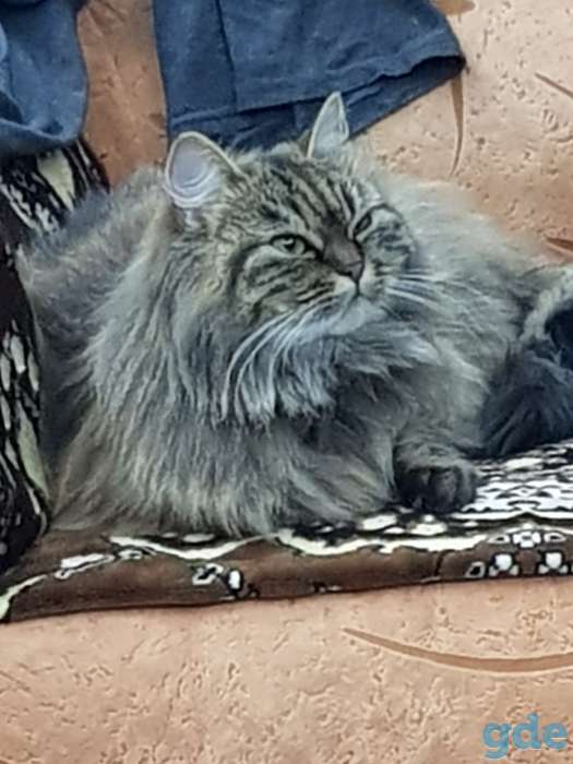 Пропала кошка, фотография 1