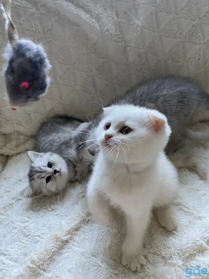 Шотландские милашки, фотография 14