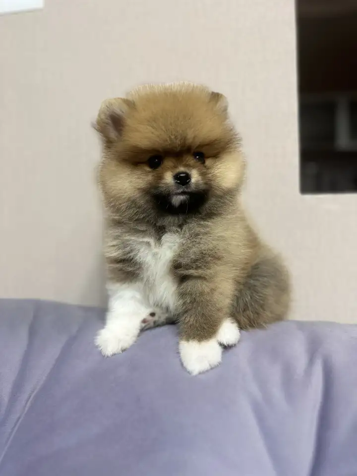 Померанские шпицы девочки мальчики, фотография 6
