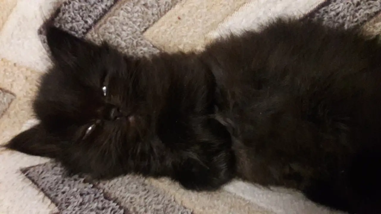 Котята сибирские, фотография 1
