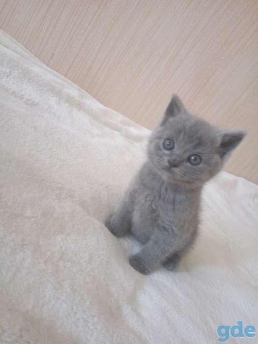 Шотландские котята, фотография 3