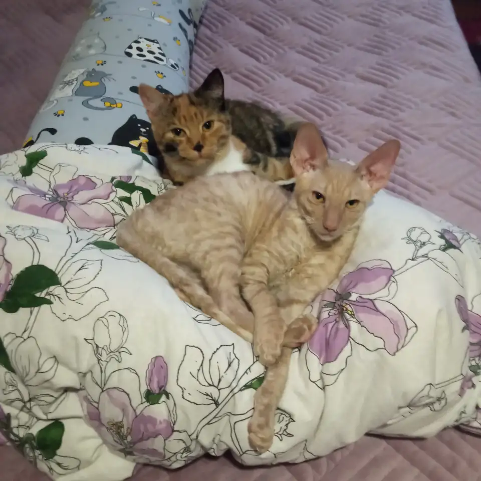 Котята, фотография 3