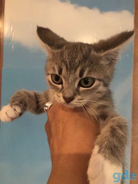 Котенок ищет дом, фотография 1