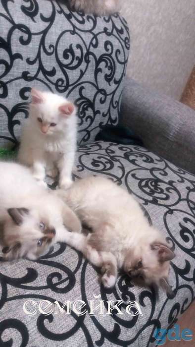 Котята, фотография 1
