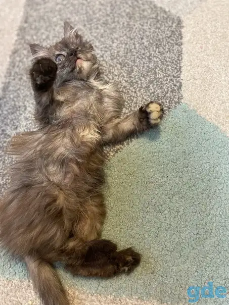 Чудесные котята, фотография 1