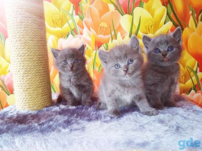 Британские котята, фотография 2