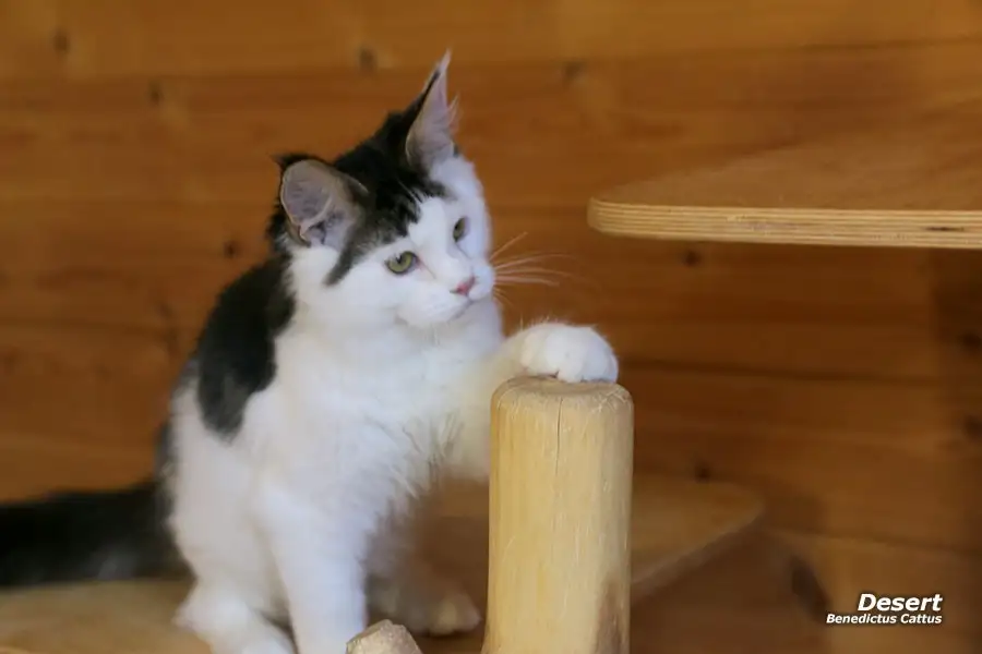 Мейн-кун котёнок  мальчик, фотография 3
