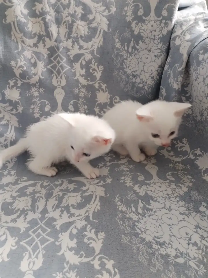 Красивые котята в дар, фотография 3