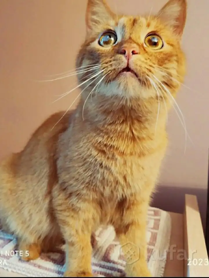 Красавчик Фокс ищет дом!, фотография 1
