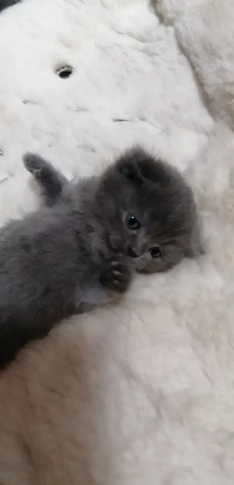 Котята вислоухие шотландские, фотография 7