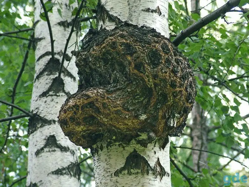 БЕРЕЗОВАЯ ЧАГА ГРИБ(лечебный чай) Доставка Жодино и район., фотография 5