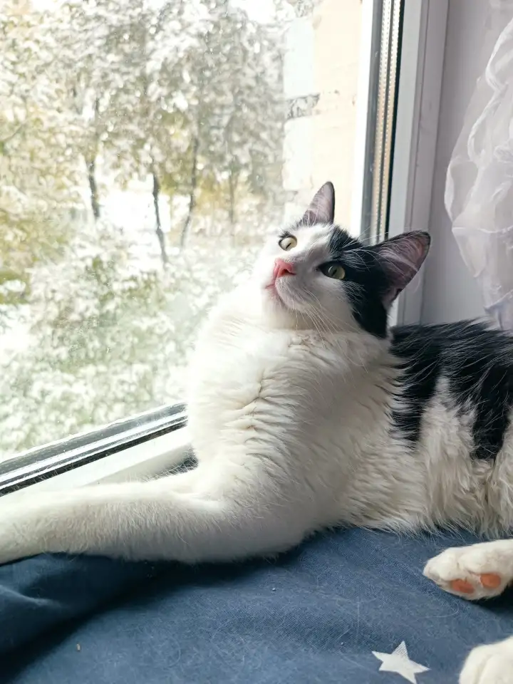 Кот СЕНЯ ищет дом, фотография 4
