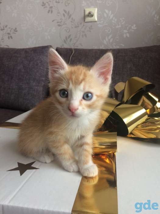 Котята в дар, фотография 4