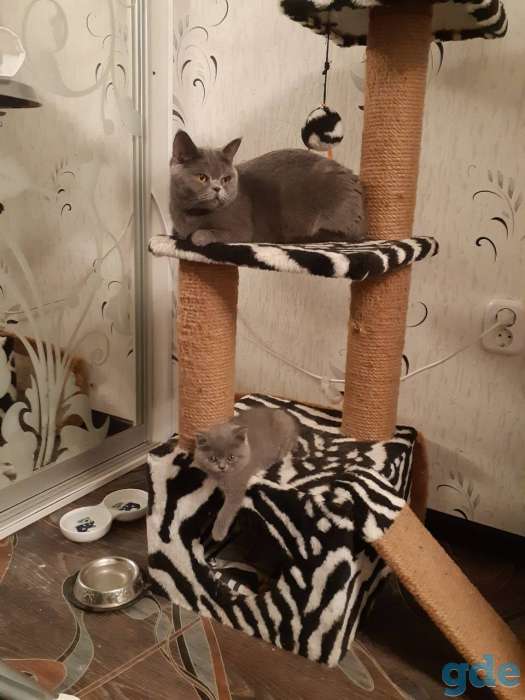 Британские котята, фотография 2