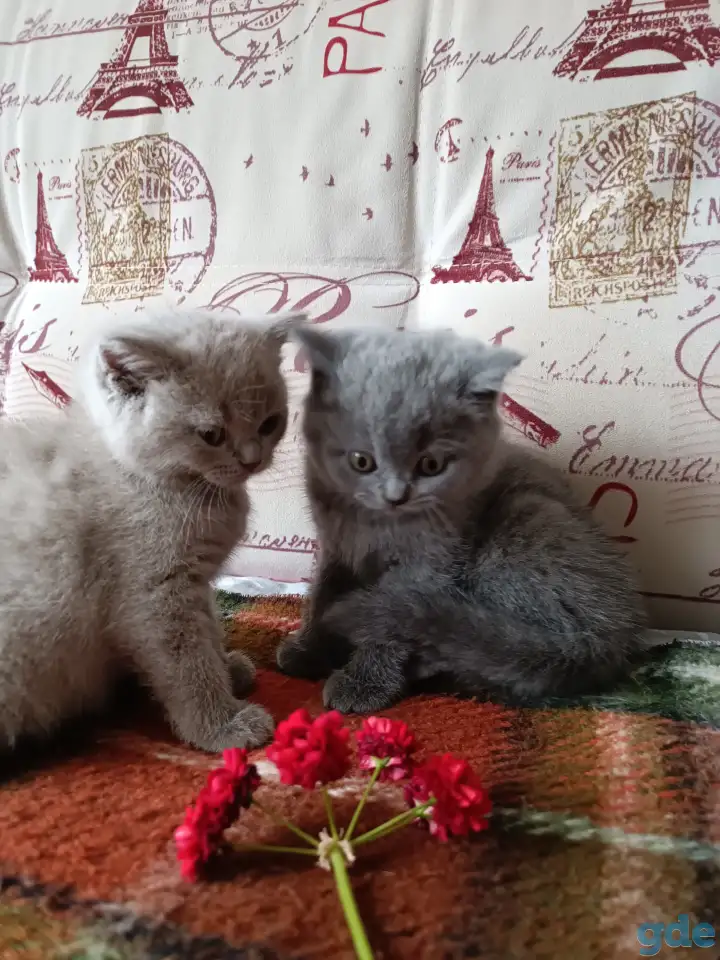Котята британской породы., фотография 3