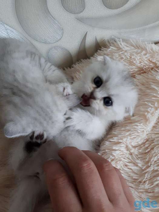 Котята шотландские серебристой и золотой шиншилки, фотография 3