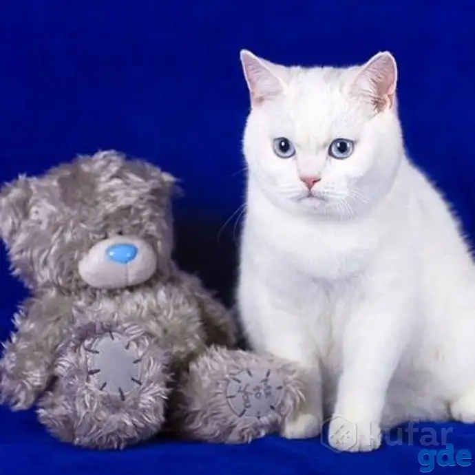 Шотландские котята, фотография 3