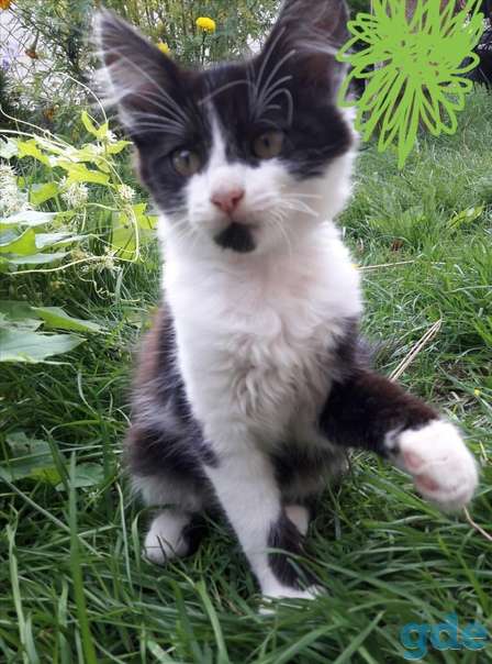 Котята ищут дом или передержку, фотография 2
