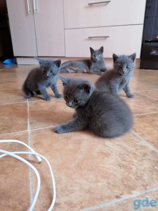 Русские голубые котята, фотография 4