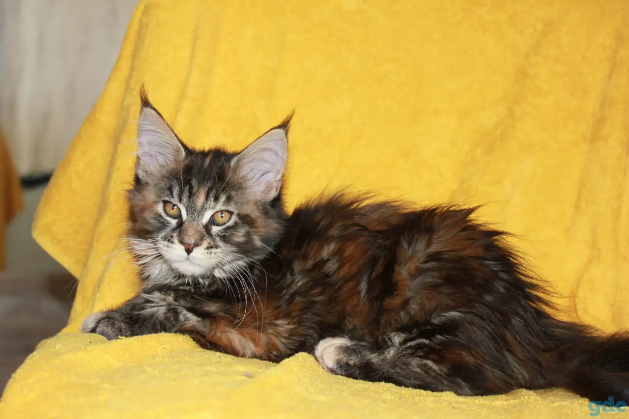 3 Котенок МЕЙН кун, фотография 3