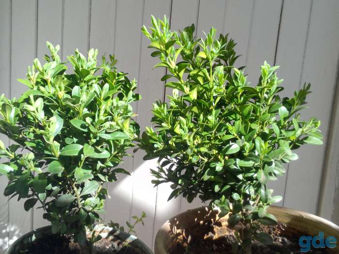 САМШИТ, фотография 1