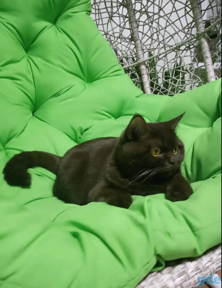 Котята британцы, фотография 11