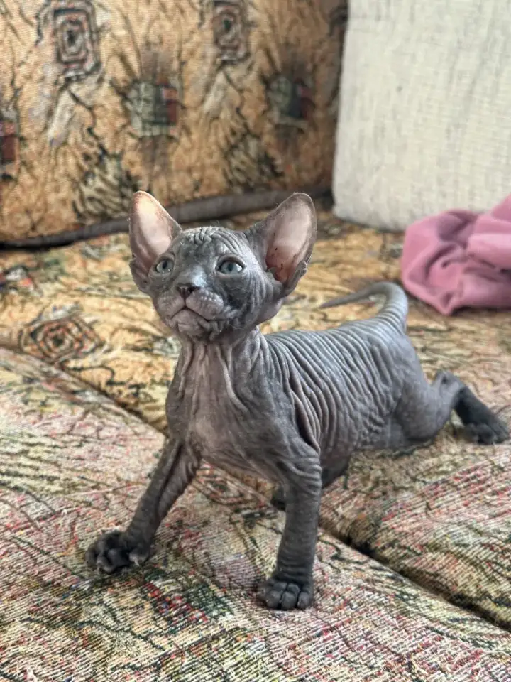 Котятки донского сфинкса, фотография 1