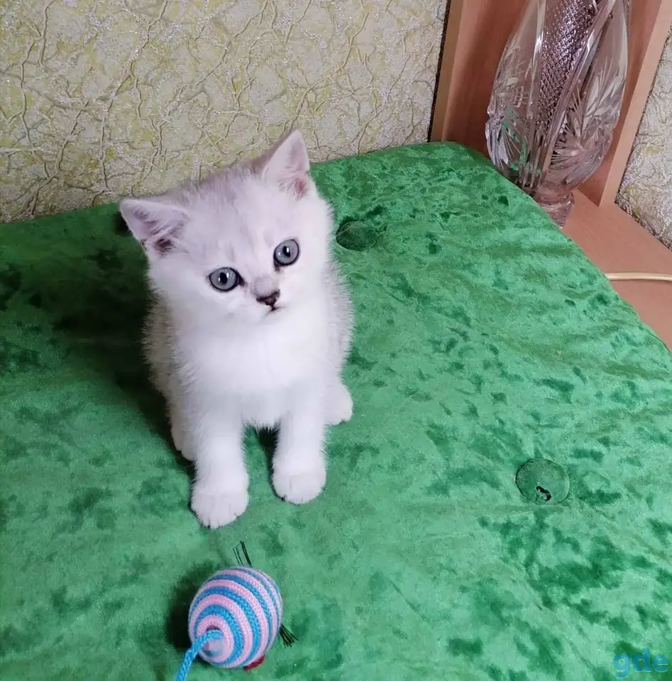 Британские котята, фотография 2