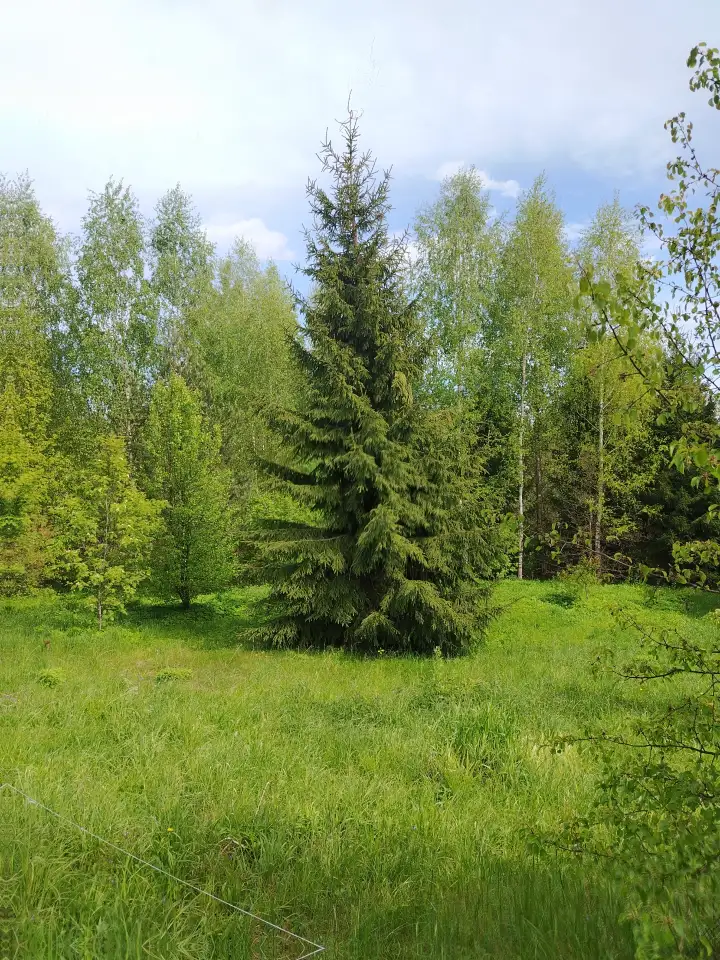 Участок между двух озёр и реки, Витебская обл, ушачский р, жаркий сс, д. Пряники, фотография 3