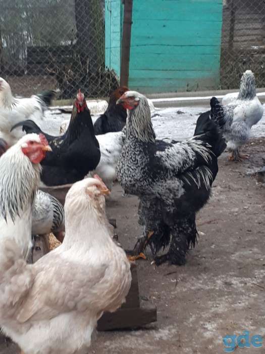 Продам молодых петухов породы Брама, фотография 3